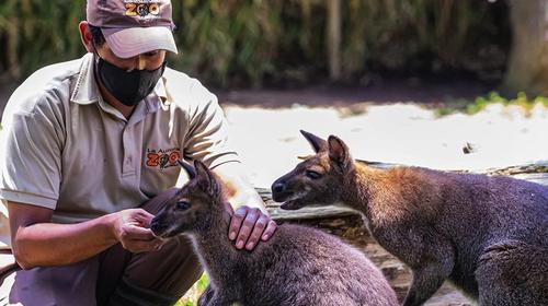 El Zoo La Aurora ofrece recorridos virtuales personalizados 