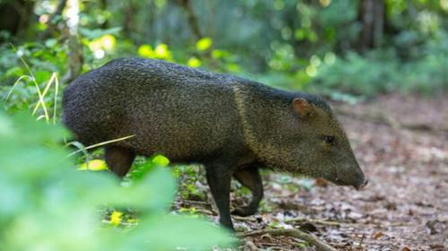 Numerosa manada de pecaríes cruza por el Parque Nacional Tikal 