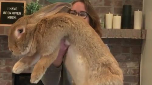 Adoptan a conejo gigante que sorprende en redes