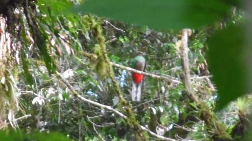 Video: El avistamiento de seis quetzales en las Verapaces