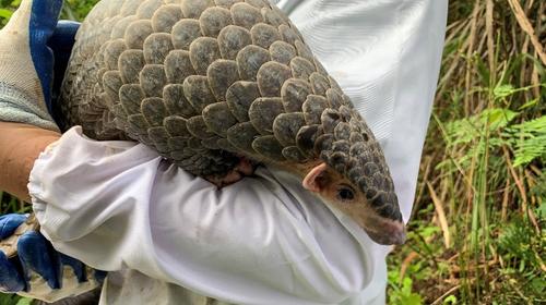 Liberan a pangol&iacute;n, tras salir de lista de sospechosos del Covid
