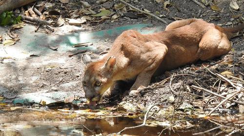 Captan a puma mientras pasea por un hotel de Petén 