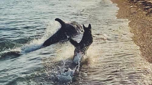 Delf&iacute;n se acerca a la orilla para jugar con un perro 