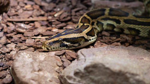 Video: Captan el paseo de una mazacuata en la Laguna del Tigre