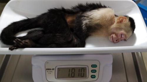 Monos rescatados en Mixco podr&iacute;an ser parte de contrabando