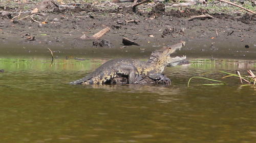 Rescatan a cocodrilo y evitan que sea atropellado en Pet&eacute;n