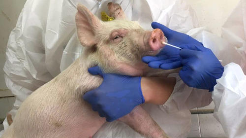 Descubren nueva gripe en cerdos con "potencial pandémico" 