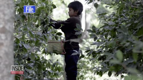 Sin avances la investigación sobre trabajo infantil en cafetalera