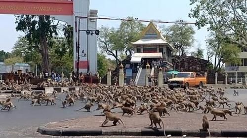 Monos pelean por comida por la ausencia de turistas 