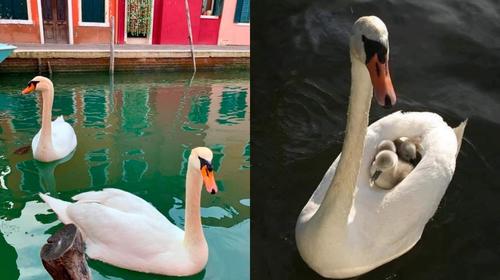 Por la cuarentena vuelve la vida marina a los canales de Venecia 