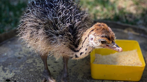 El bebé avestruz, el nuevo integrante del Zoológico La Aurora