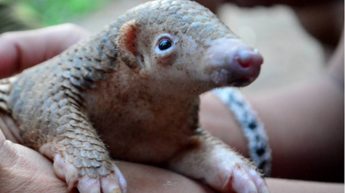 China prohíbe el comercio y consumo de animales salvajes