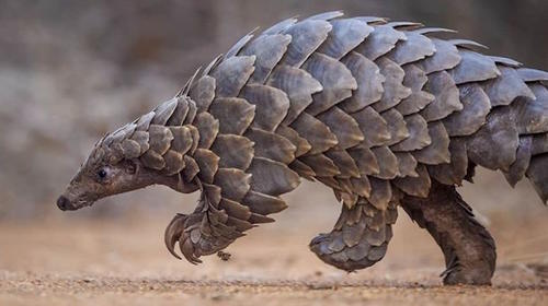 Estudios del origen del Covid-19 apuntan cada vez más al pangolín