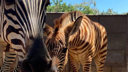 Nació una cebra en el Zoológico La Aurora