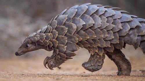 Buscan salvar al animal que podr&iacute;a haber originado el Covid-19