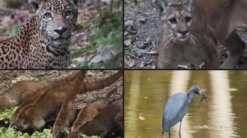 Animales reaparecen en parque nacional por falta de visitantes