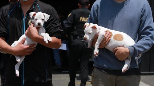 Se roban un carro y se llevan hasta a los cachorros