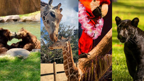 As&iacute; puedes apoyar al Zool&oacute;gico La Aurora 