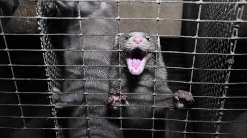 Coronavirus: estudio revela contagio de animal a persona