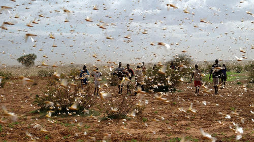 Plaga de langostas voladoras invade países en África y Oriente