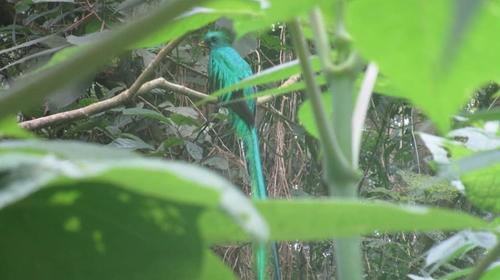 Captan a dos quetzales que aparecieron en Quetzaltenango