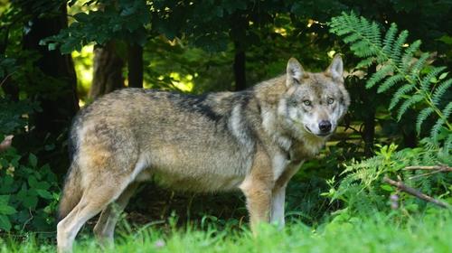 Coyote sorprende a guardarecursos en San Marcos 