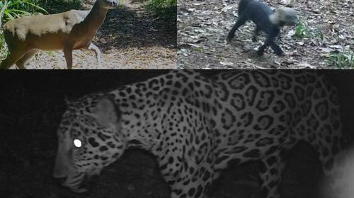 Jaguares, venados y otras especies andan libres en Pet&eacute;n