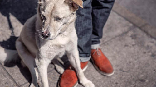 El tierno reencuentro de un perro y su dueño que se hizo viral 