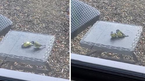 Captan a un pajarito "salvando" a otro en Irlanda