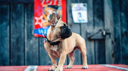 Perro gana elecciones a alcalde en una ciudad estadounidense