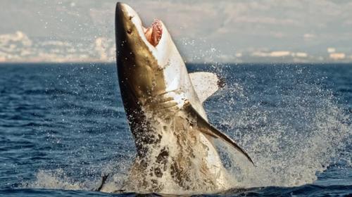 Tiburones se acercan a costa de Honduras durante fuerte oleaje 