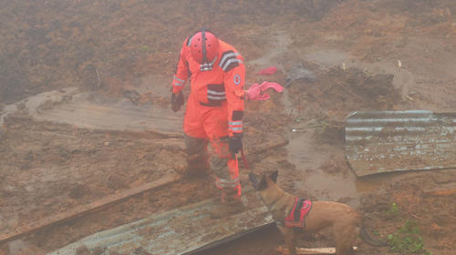 "Maya", de patrulla canina de los bomberos, encontró dos cuerpos