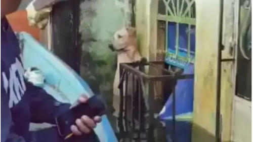 Rescatan a perro a punto de ahogarse por inundaciones en México