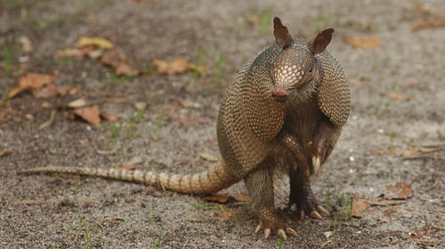 Depredadores huyen de Policía y abandonan una bolsa con animales