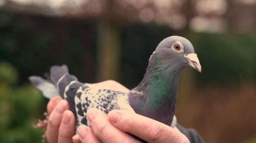  Subastan paloma mensajera por una cifra millonaria de euros
