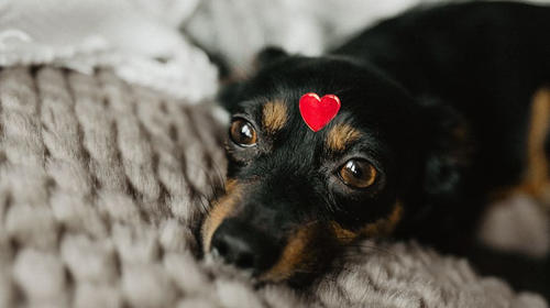 Cómo eliminar el pelo de las mascotas de la ropa