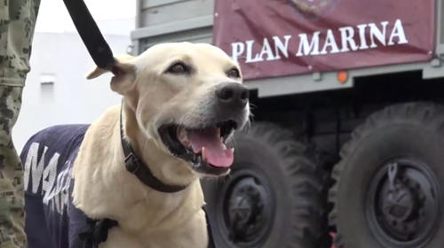 Marina mexicana adoptó a perro que rescató durante inundaciones 