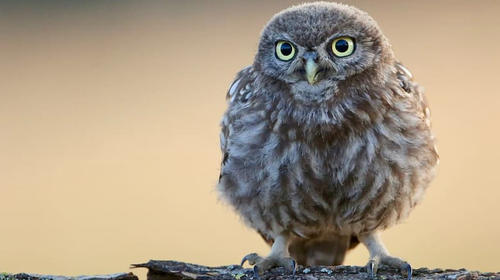 Hallan a búho en el árbol de Navidad de Rockefeller Center
