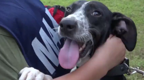 M&eacute;xico: Marina rescata un perro atrapado en una alcantarilla