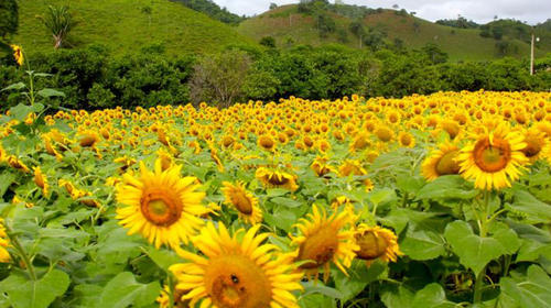 Girasoles en Chiquimula y Petén, el escenario perfecto para fotos