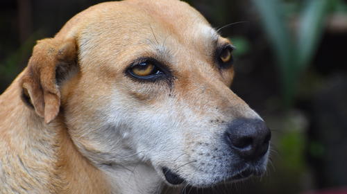 Bianca, la mascota que espera a su dueña frente a su librería