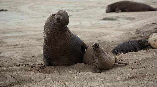 Momento en que un elefante marino pasea por un vecindario 