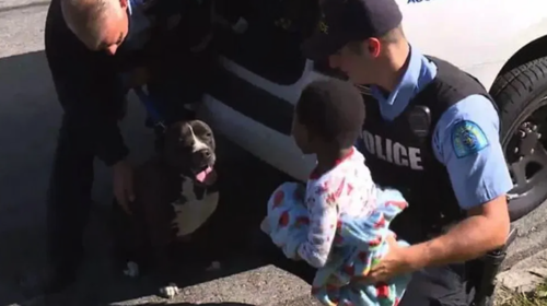 Un perro pitbull callejero cuida a un niño que estaba perdido 