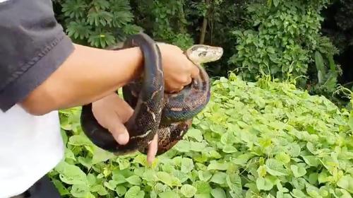 Graban la liberaci&oacute;n de serpiente de dos metros en Suchitep&eacute;quez 