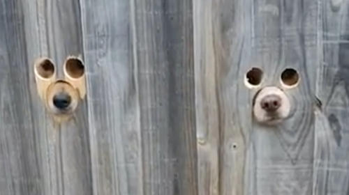 Perros asoman su cabeza por orificio hecho a su medida en un muro