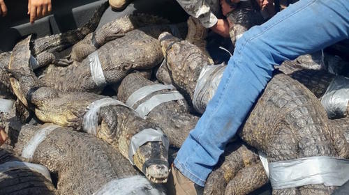 Liberan 300 animales en peligro de extinción