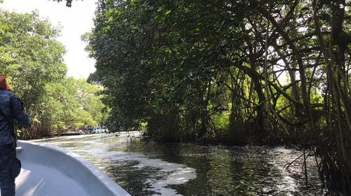 MP investiga posible contaminación en río de Izabal