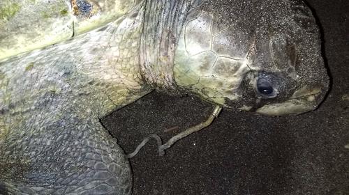 Operan a tortuga marina que tenía incrustado un anzuelo de pesca