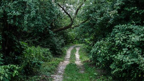 USAC rehabilitará sendero Las Ardillitas en el Campus Central