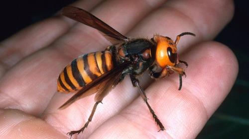 Descubren por primera vez en EE.UU. un nido de avispones gigantes